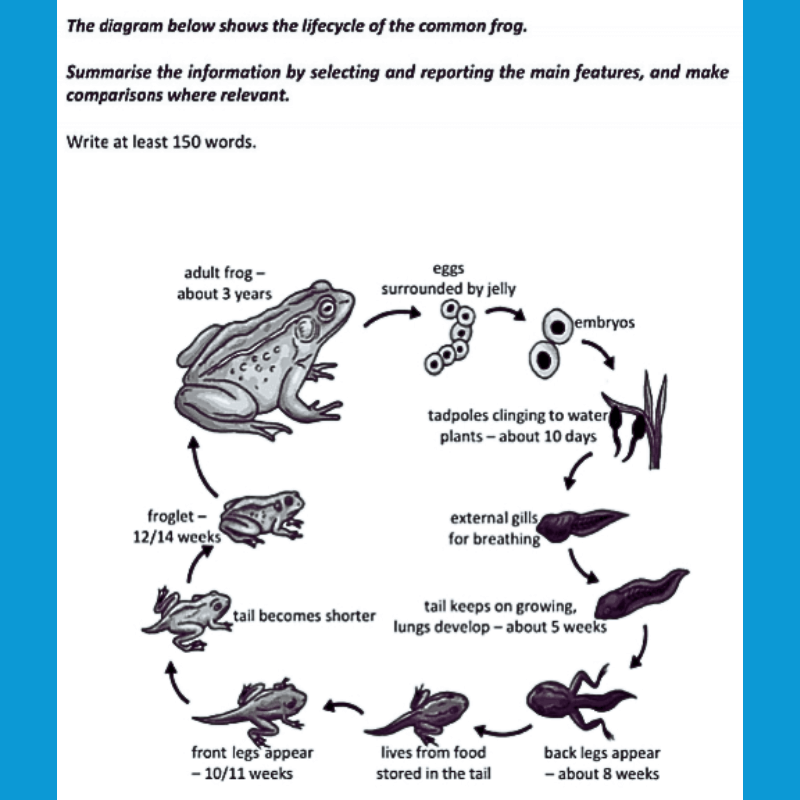 Minh họa dạng Quy trình tự nhiên (Natural Process) trong IELTS Writing Task 1 Process/Diagram